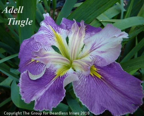 Adell Tingle (2)